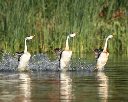 pacific-union-college-web-thumb-crop-biology-department-article