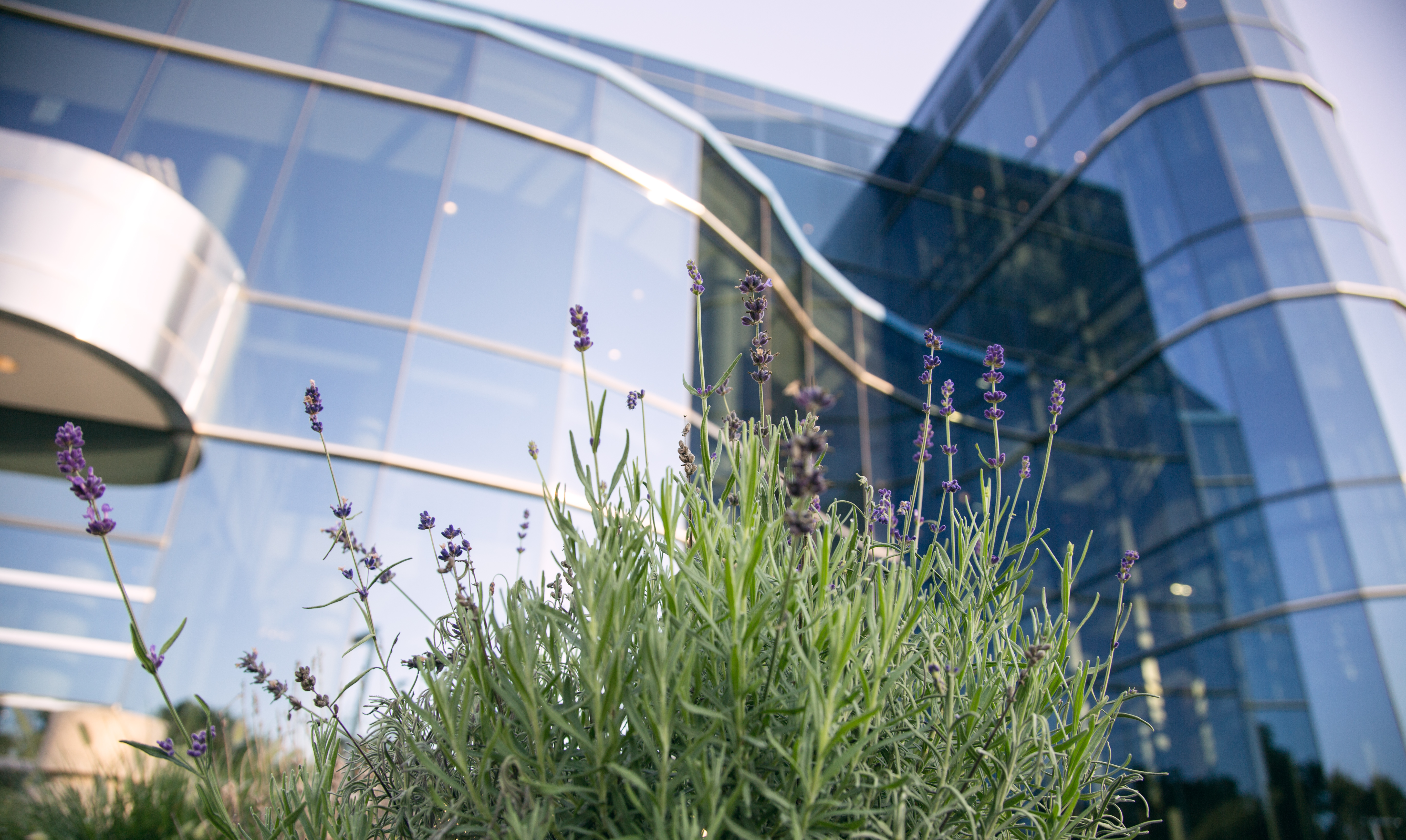 North American Division Headquarters with lavender